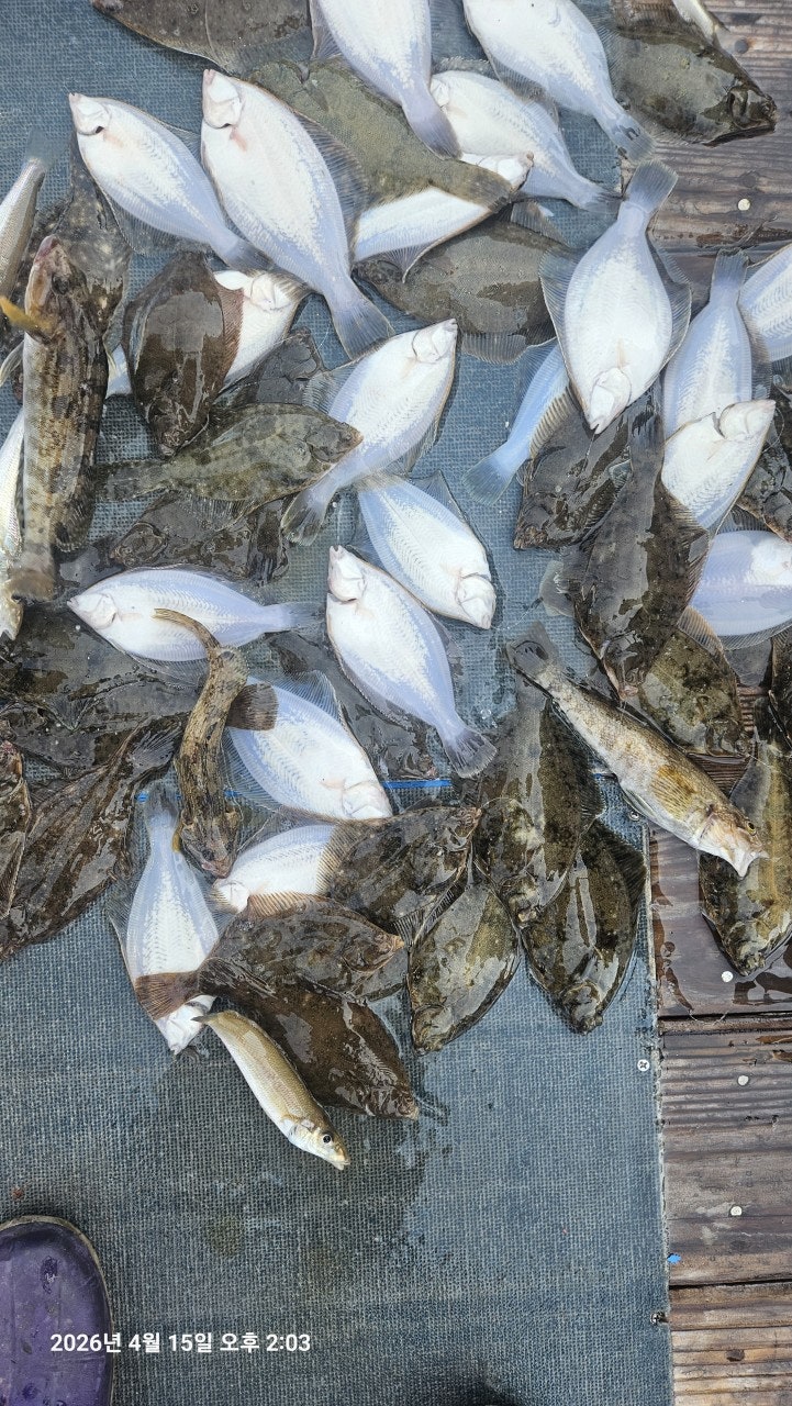 ����ڰ� �ø� �̹���