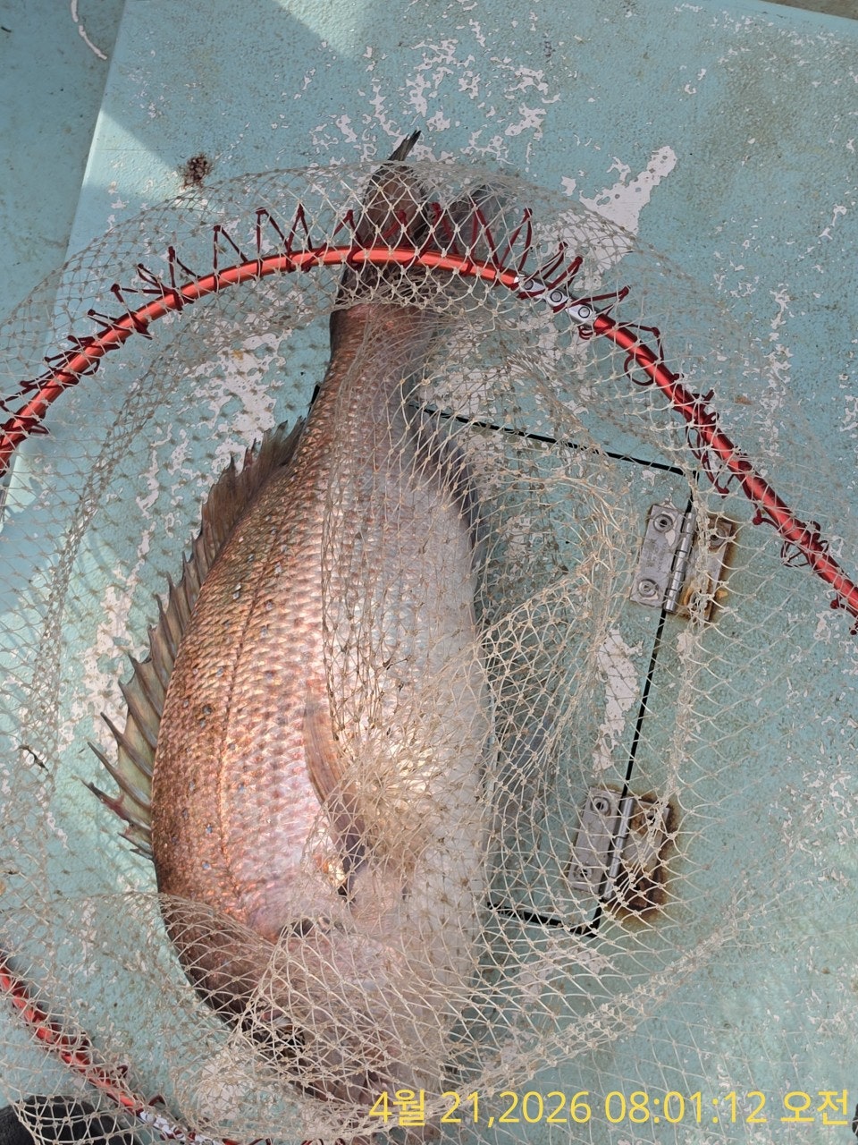 ����ڰ� �ø� �̹���