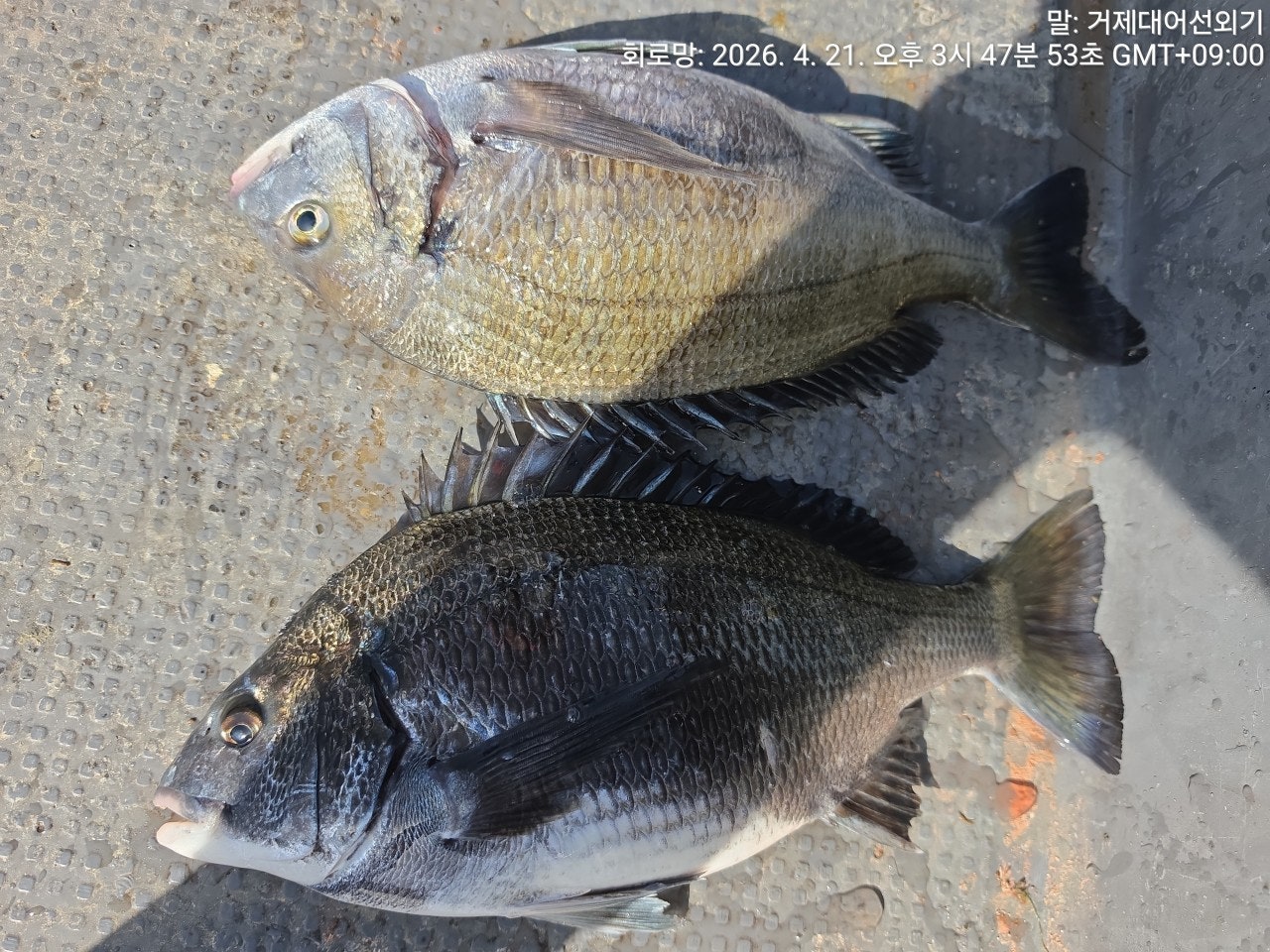 ����ڰ� �ø� �̹���