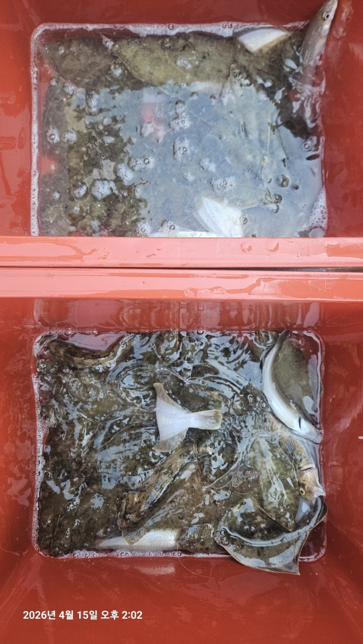 ����ڰ� �ø� �̹���