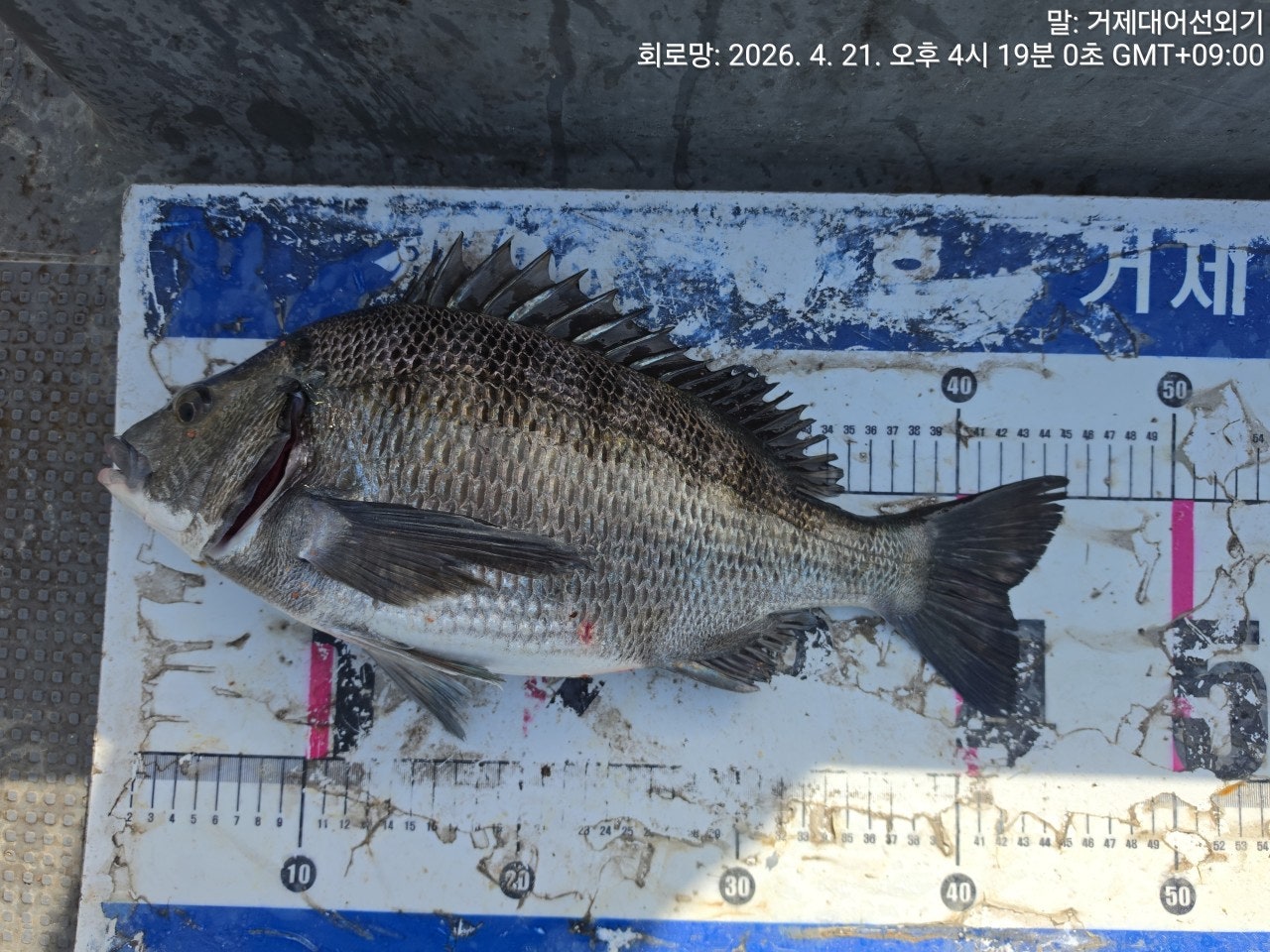 ����ڰ� �ø� �̹���