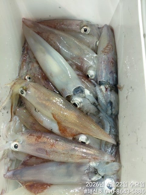 ����ڰ� �ø� �̹���