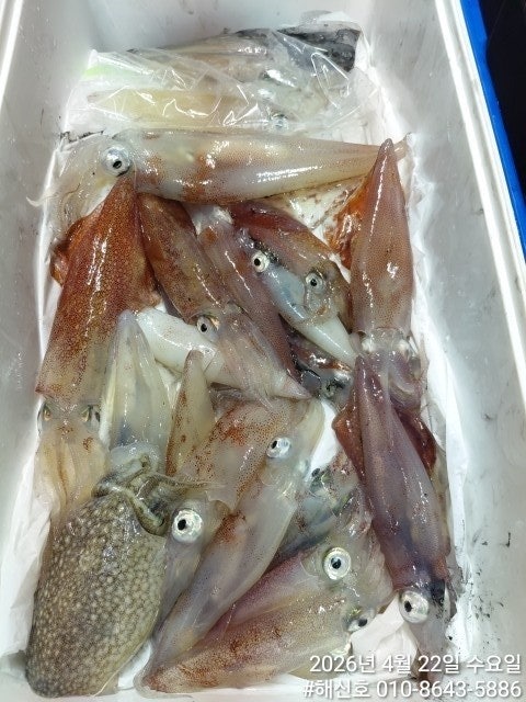 ����ڰ� �ø� �̹���