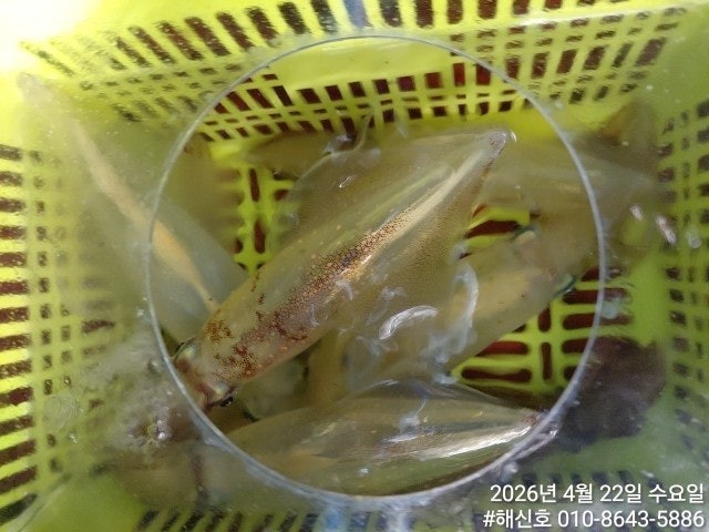 ����ڰ� �ø� �̹���