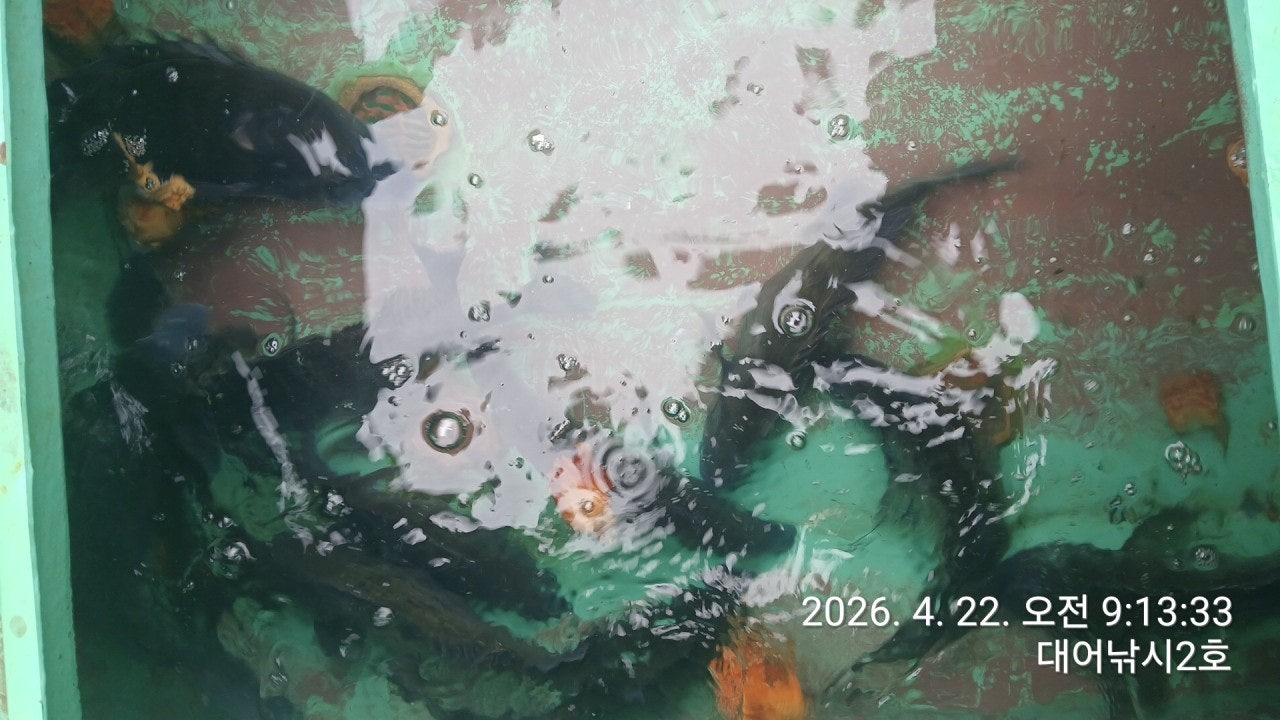 ����ڰ� �ø� �̹���