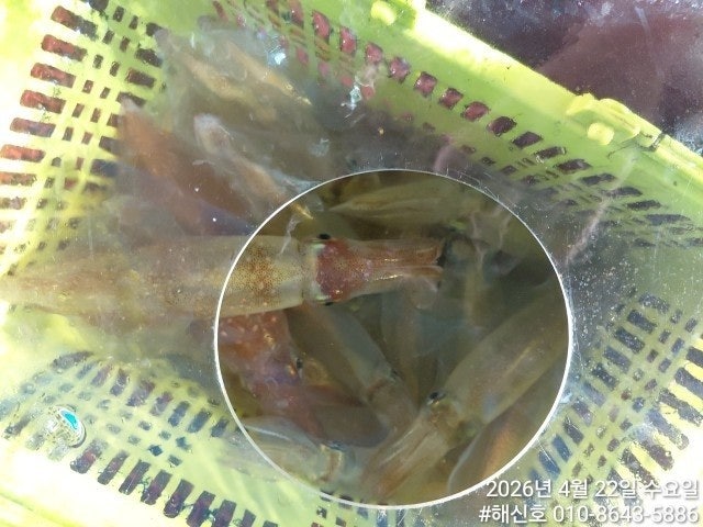 ����ڰ� �ø� �̹���