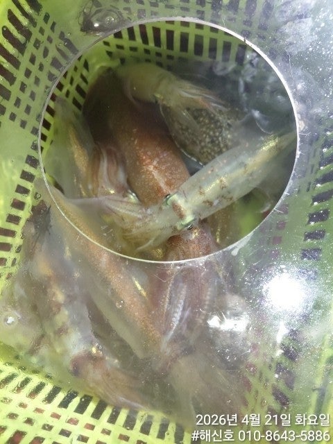 ����ڰ� �ø� �̹���