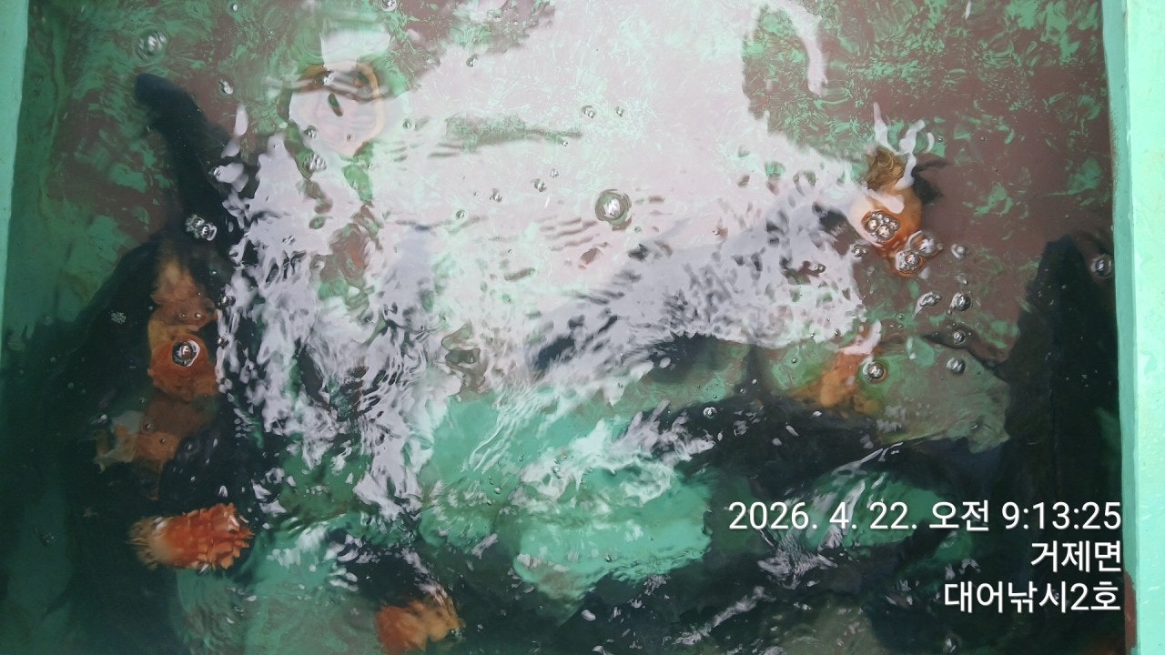 ����ڰ� �ø� �̹���