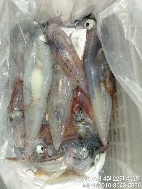 ����ڰ� �ø� �̹���