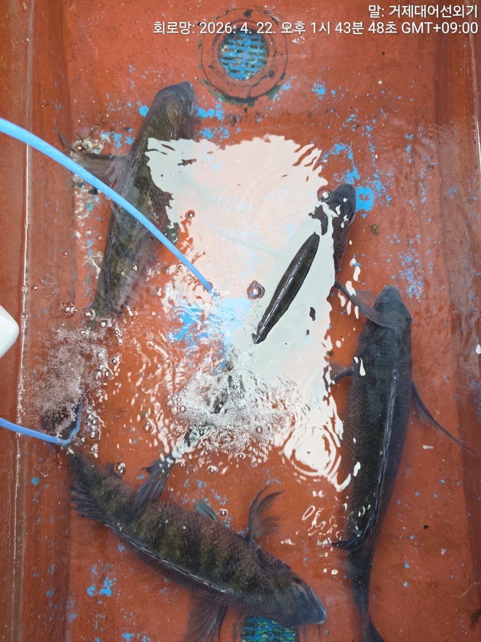 ����ڰ� �ø� �̹���