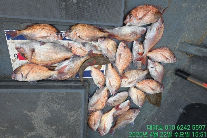 ����ڰ� �ø� �̹���