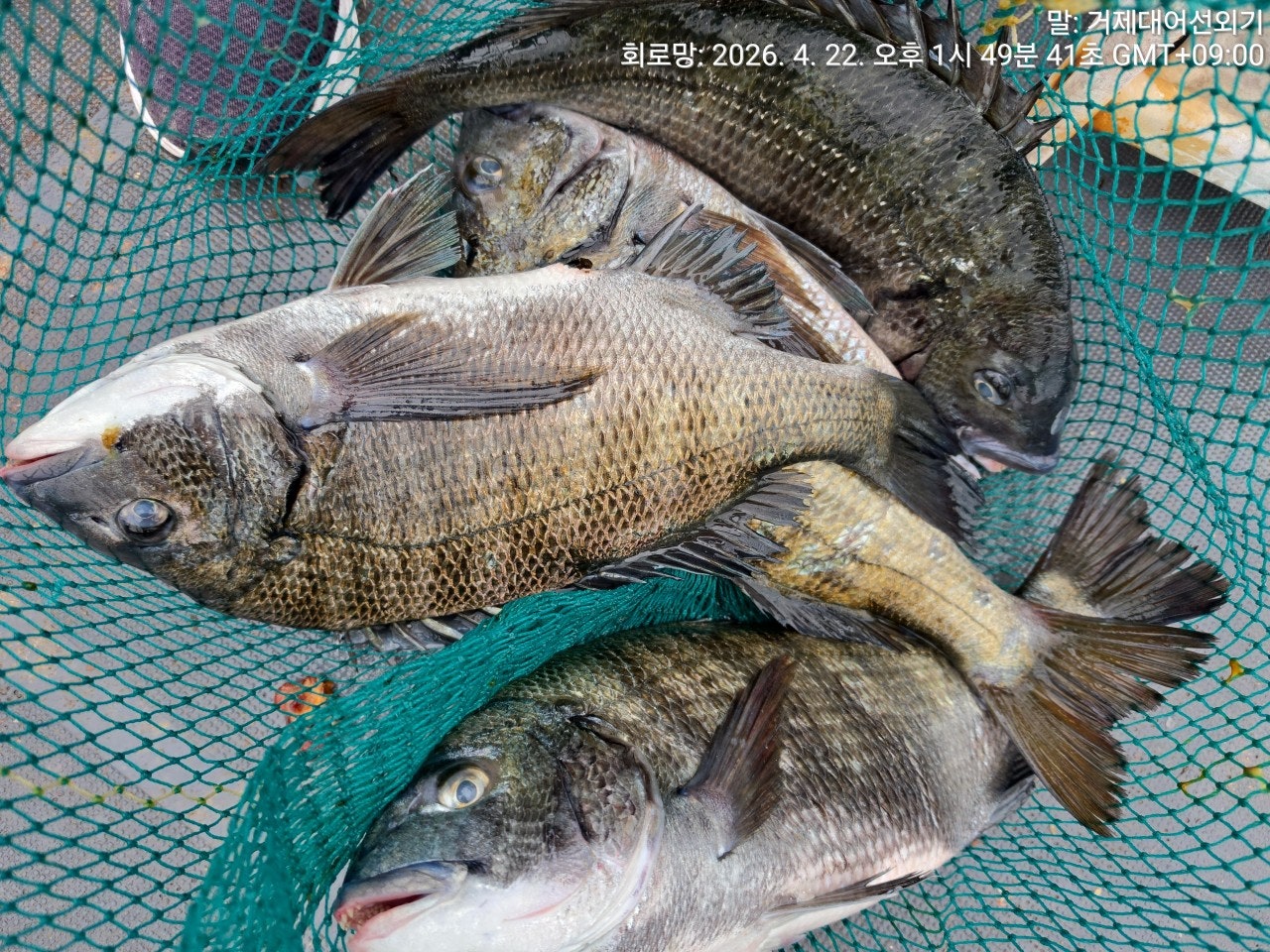 ����ڰ� �ø� �̹���