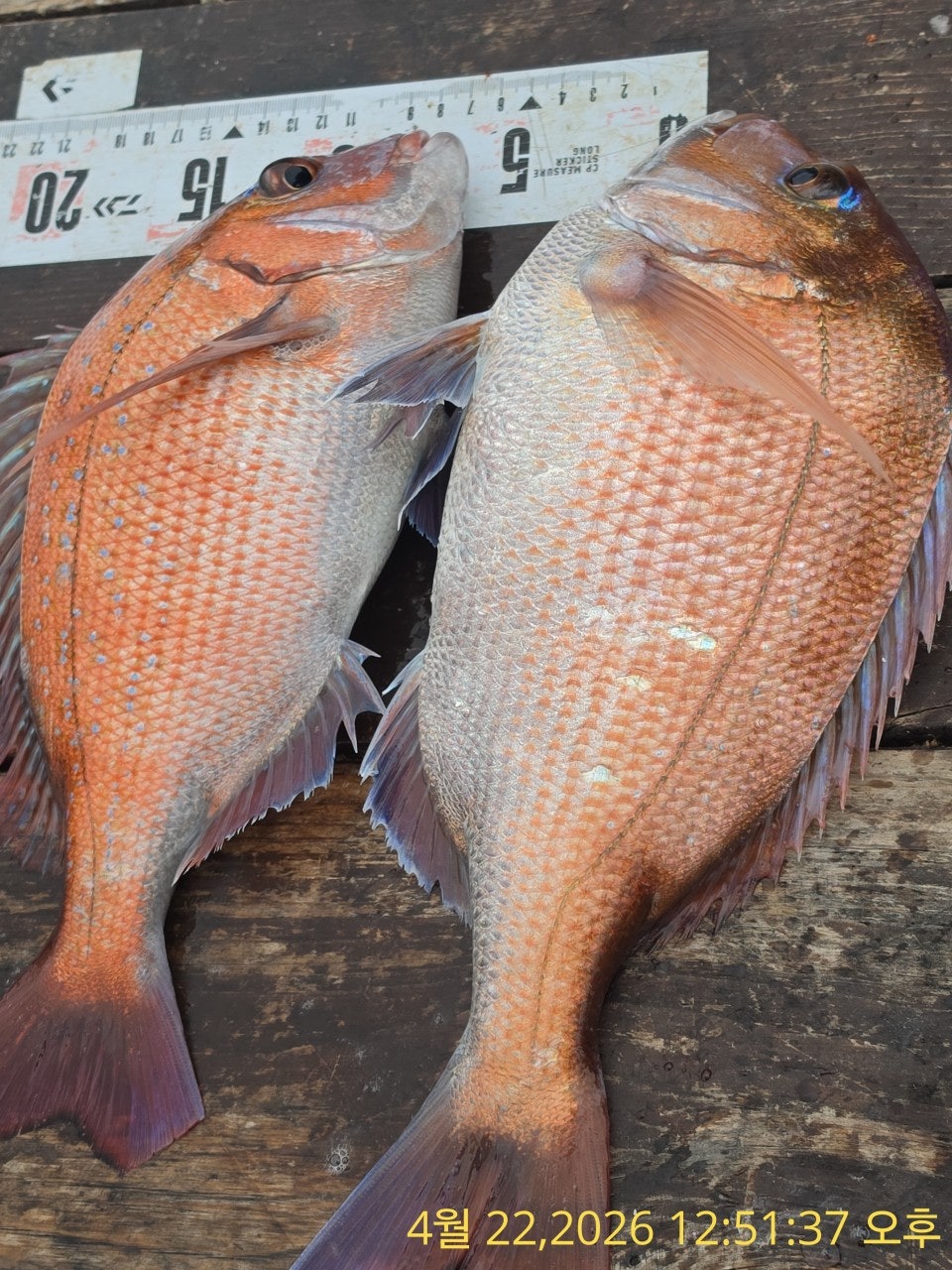 ����ڰ� �ø� �̹���