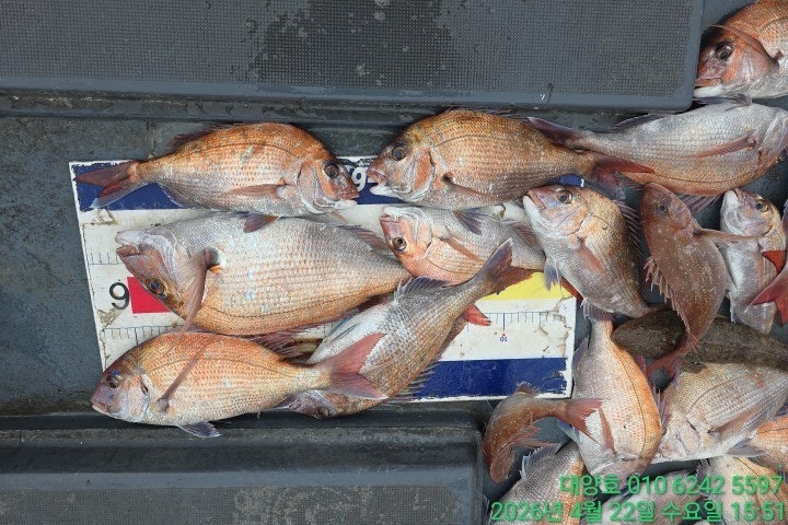 ����ڰ� �ø� �̹���