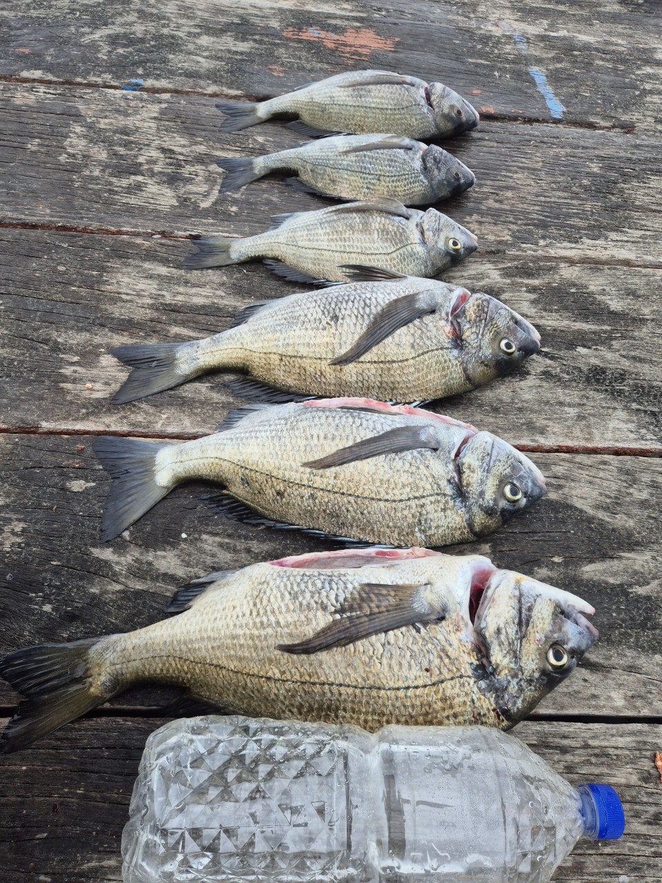 ����ڰ� �ø� �̹���