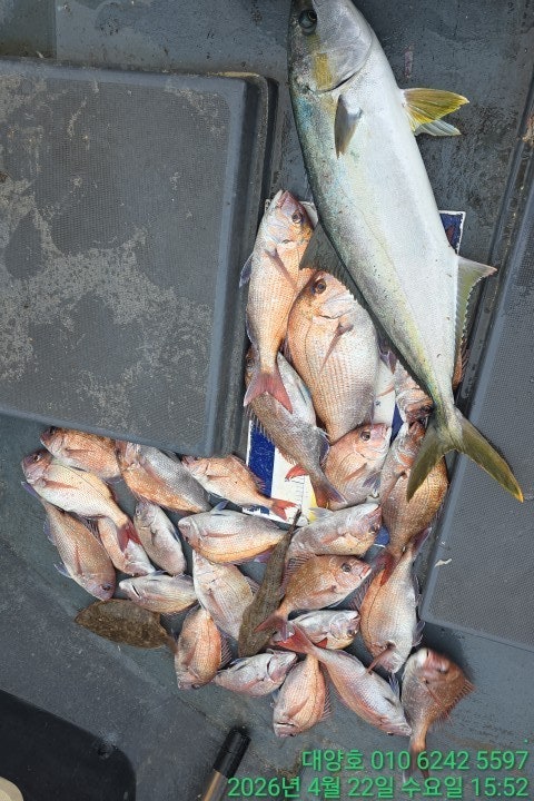 ����ڰ� �ø� �̹���