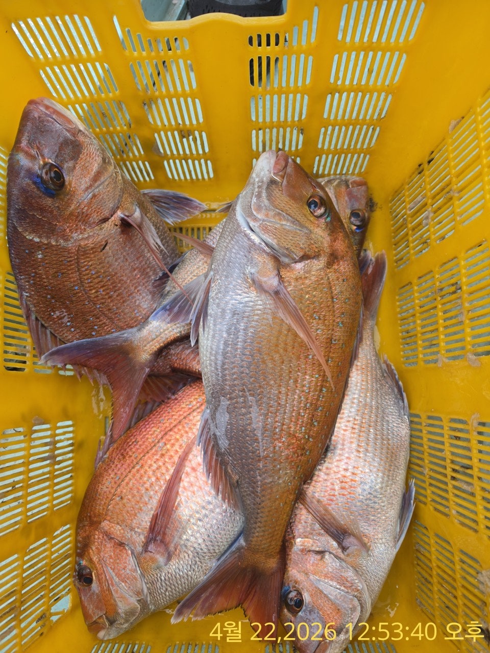 ����ڰ� �ø� �̹���