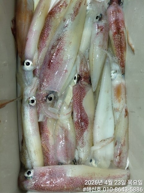 ����ڰ� �ø� �̹���