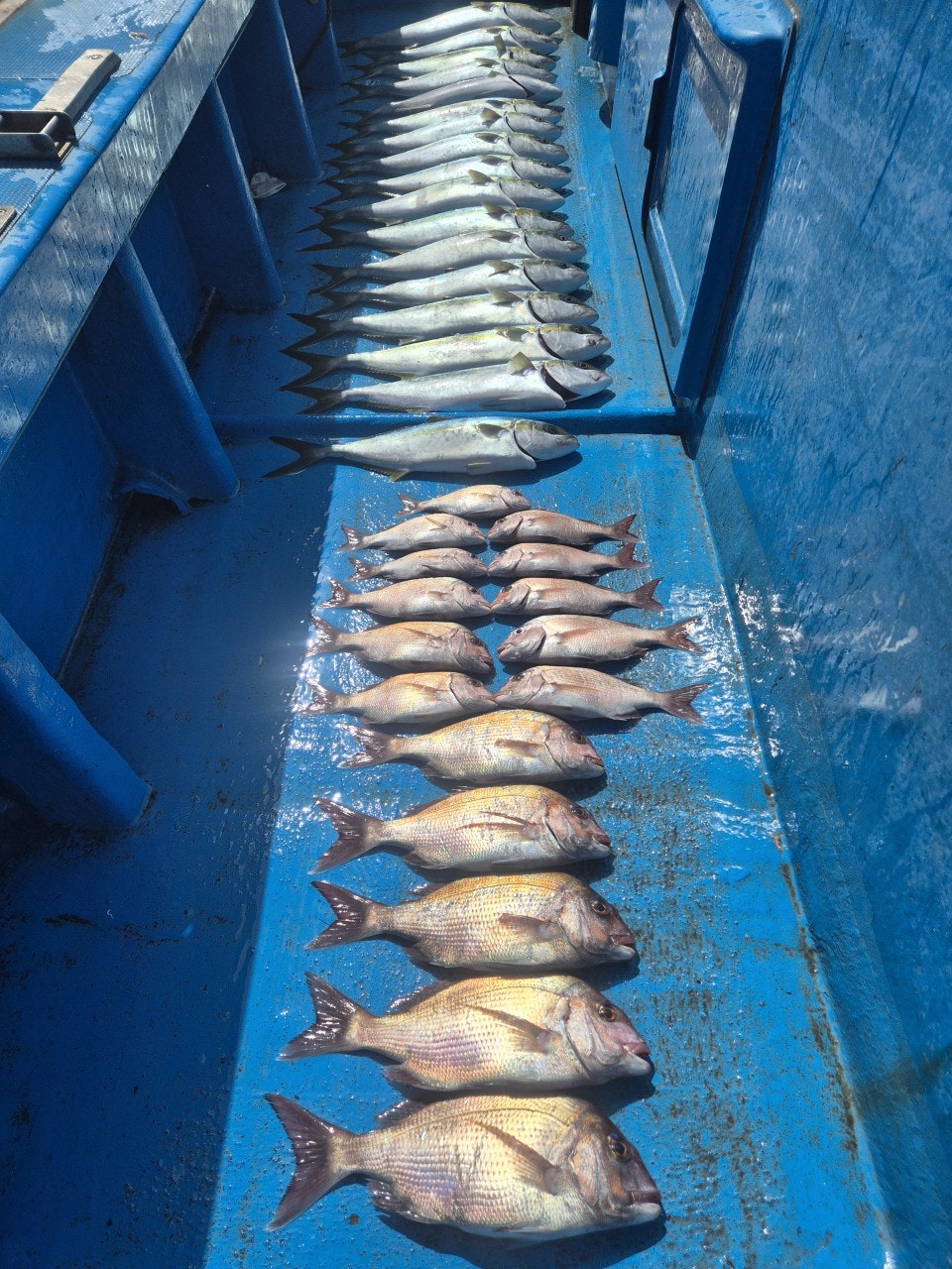 ����ڰ� �ø� �̹���