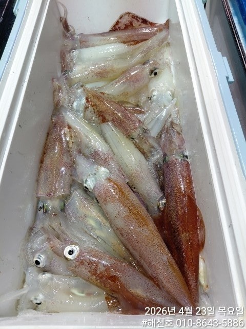 ����ڰ� �ø� �̹���