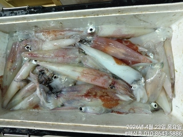 ����ڰ� �ø� �̹���