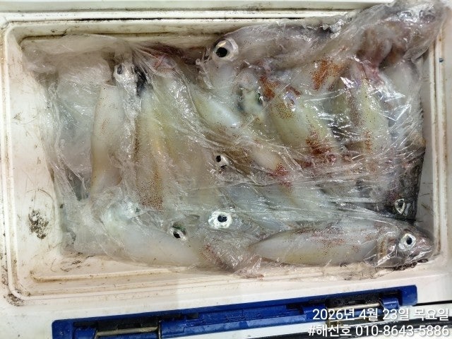 ����ڰ� �ø� �̹���