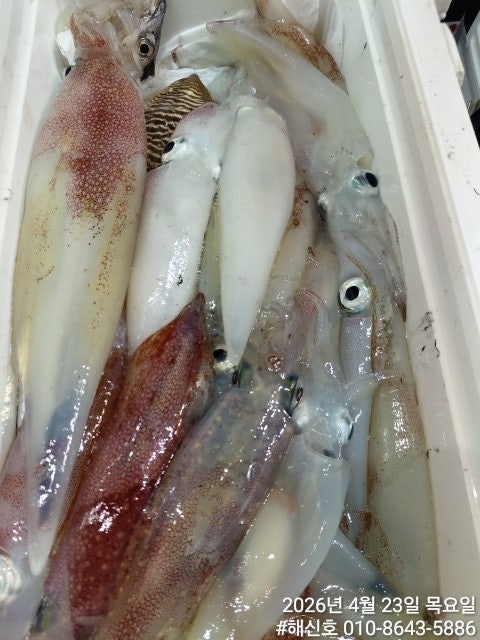 ����ڰ� �ø� �̹���