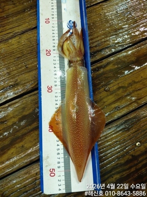 ����ڰ� �ø� �̹���