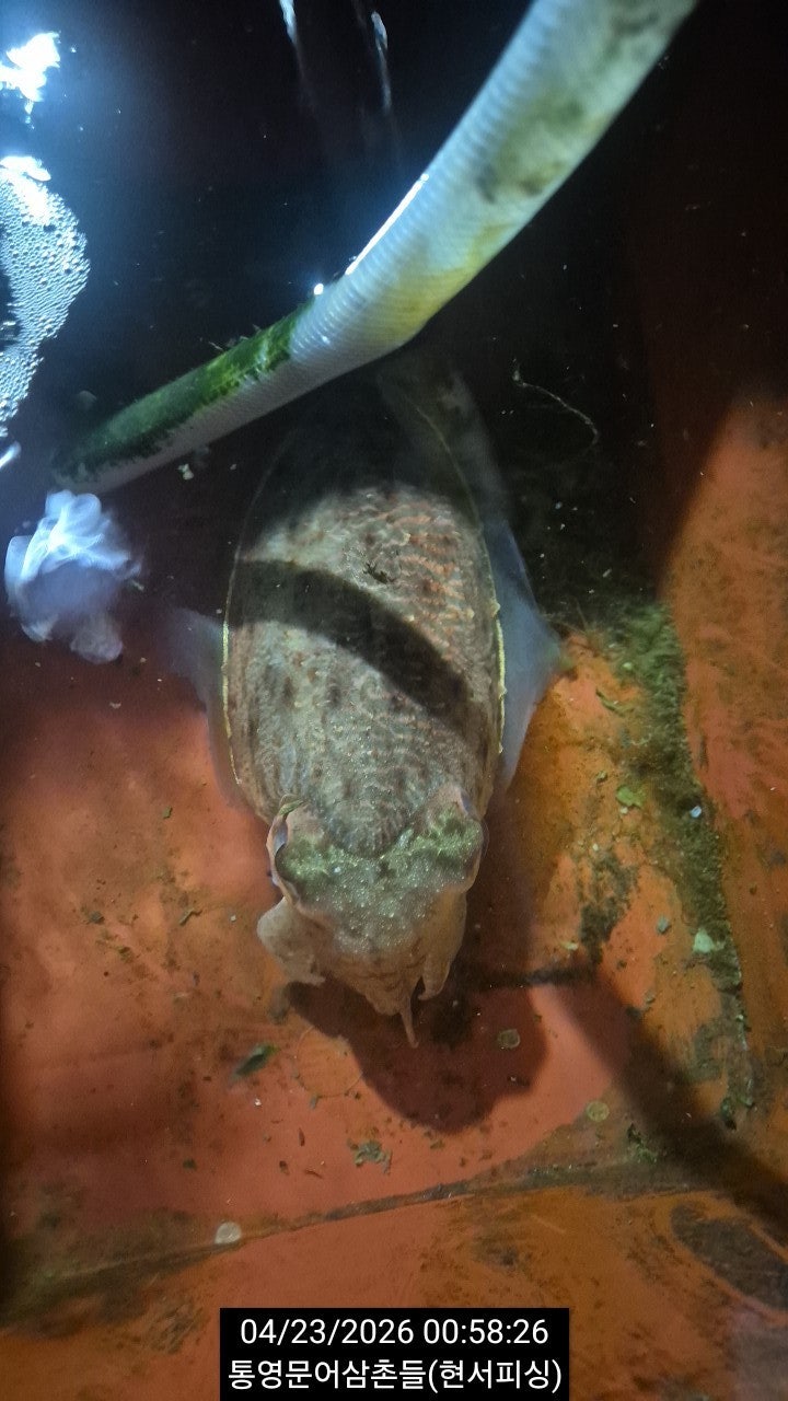 ����ڰ� �ø� �̹���