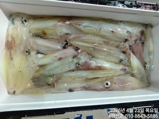 ����ڰ� �ø� �̹���