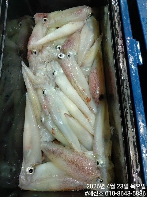 ����ڰ� �ø� �̹���