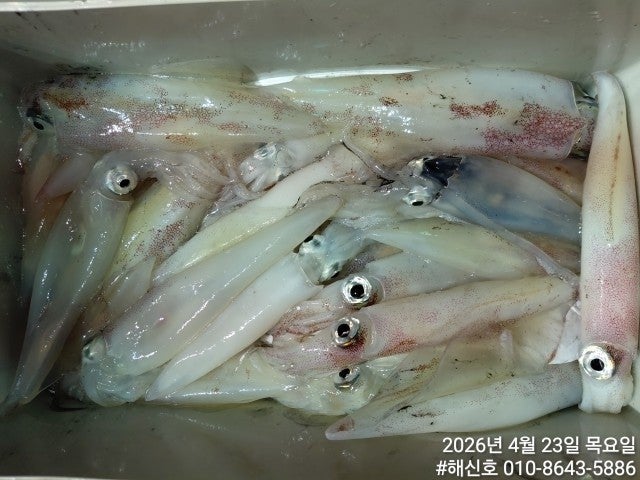 ����ڰ� �ø� �̹���