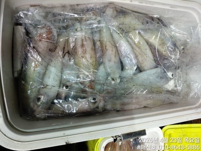 ����ڰ� �ø� �̹���