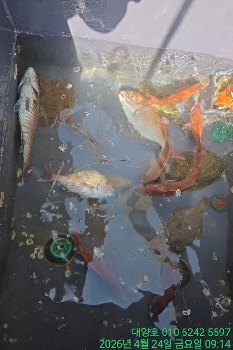 ����ڰ� �ø� �̹���