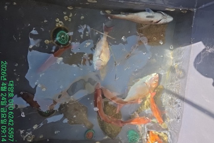 ����ڰ� �ø� �̹���