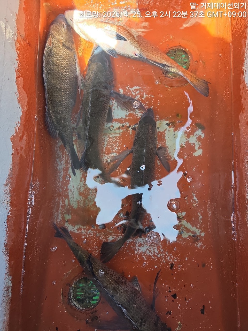 ����ڰ� �ø� �̹���