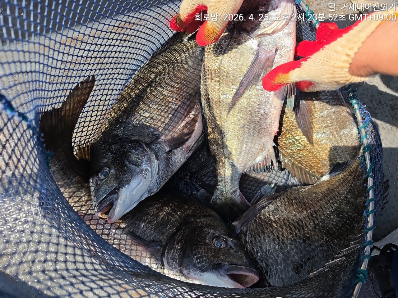 ����ڰ� �ø� �̹���