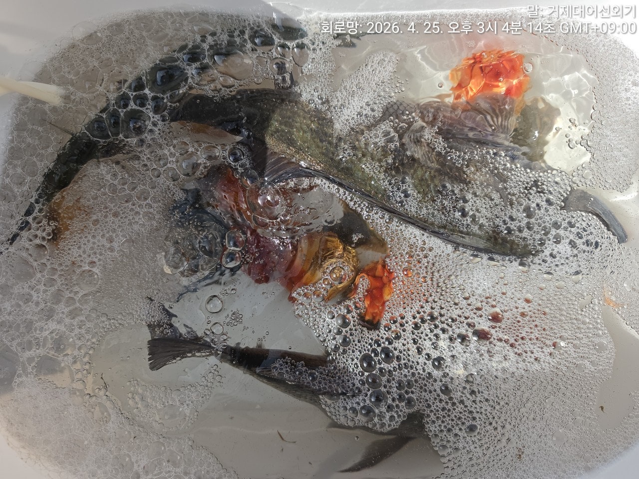 ����ڰ� �ø� �̹���