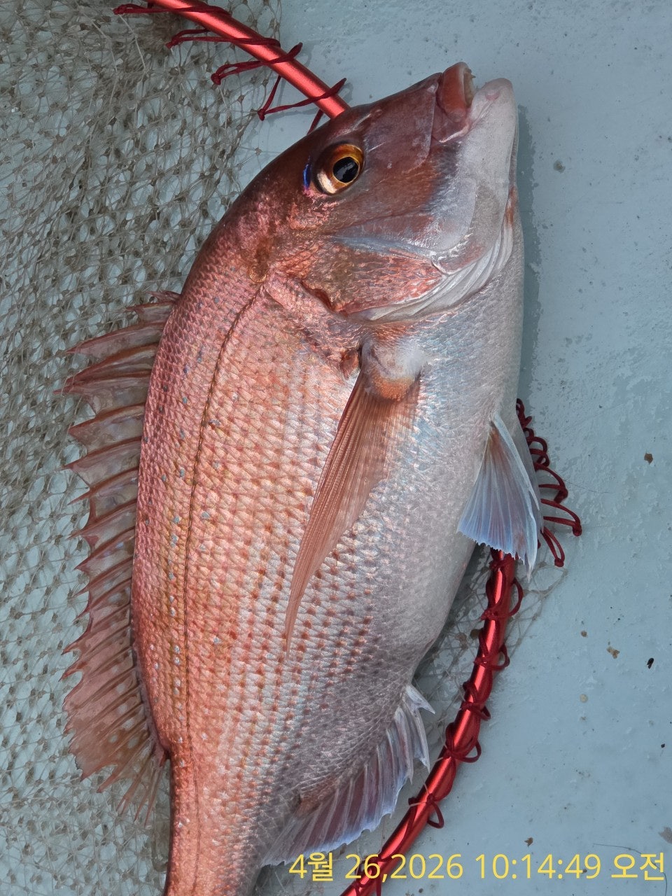 ����ڰ� �ø� �̹���