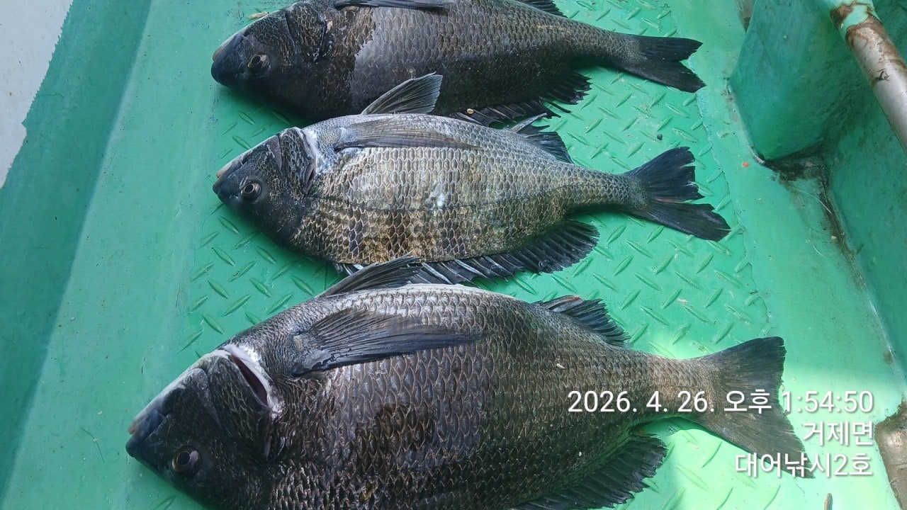 ����ڰ� �ø� �̹���