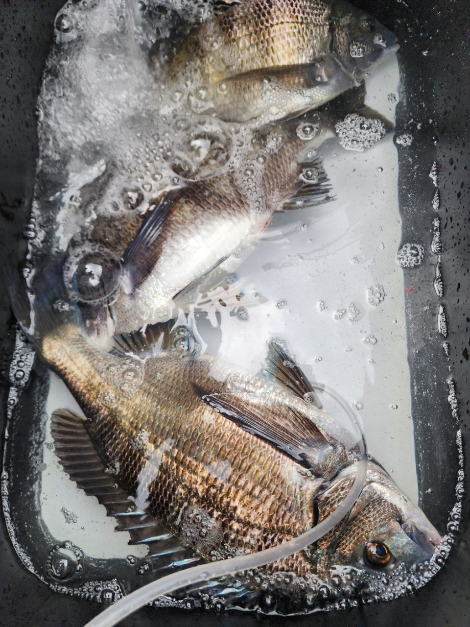 ����ڰ� �ø� �̹���