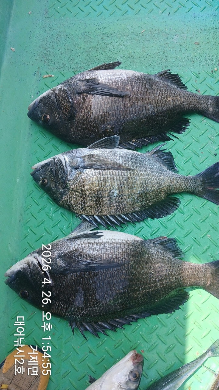 ����ڰ� �ø� �̹���