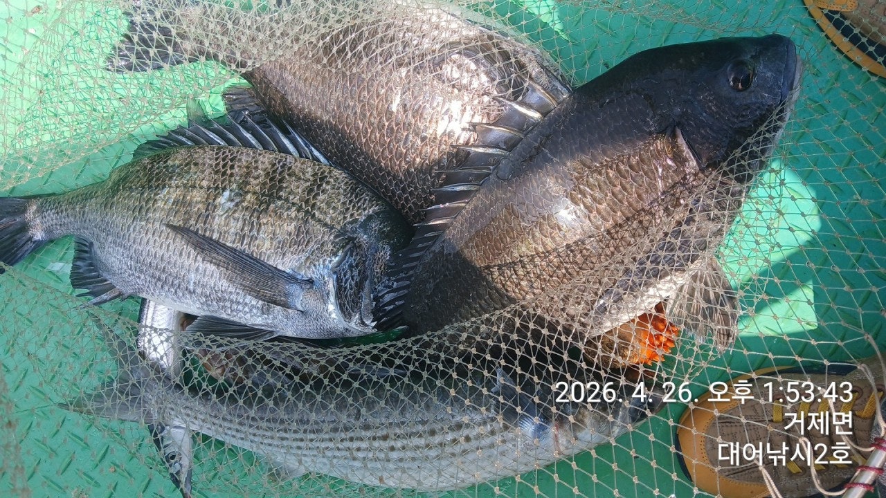 ����ڰ� �ø� �̹���