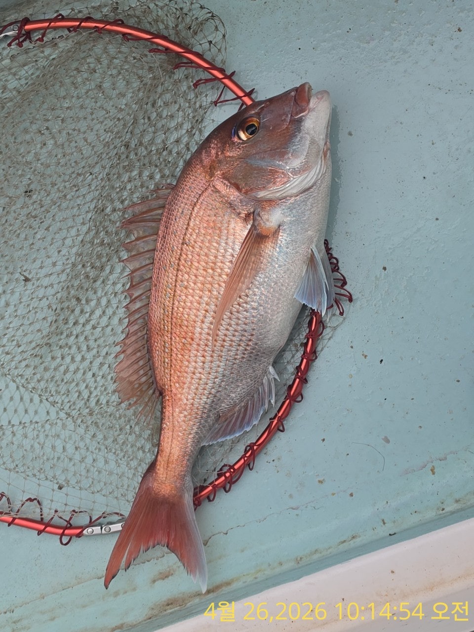 ����ڰ� �ø� �̹���