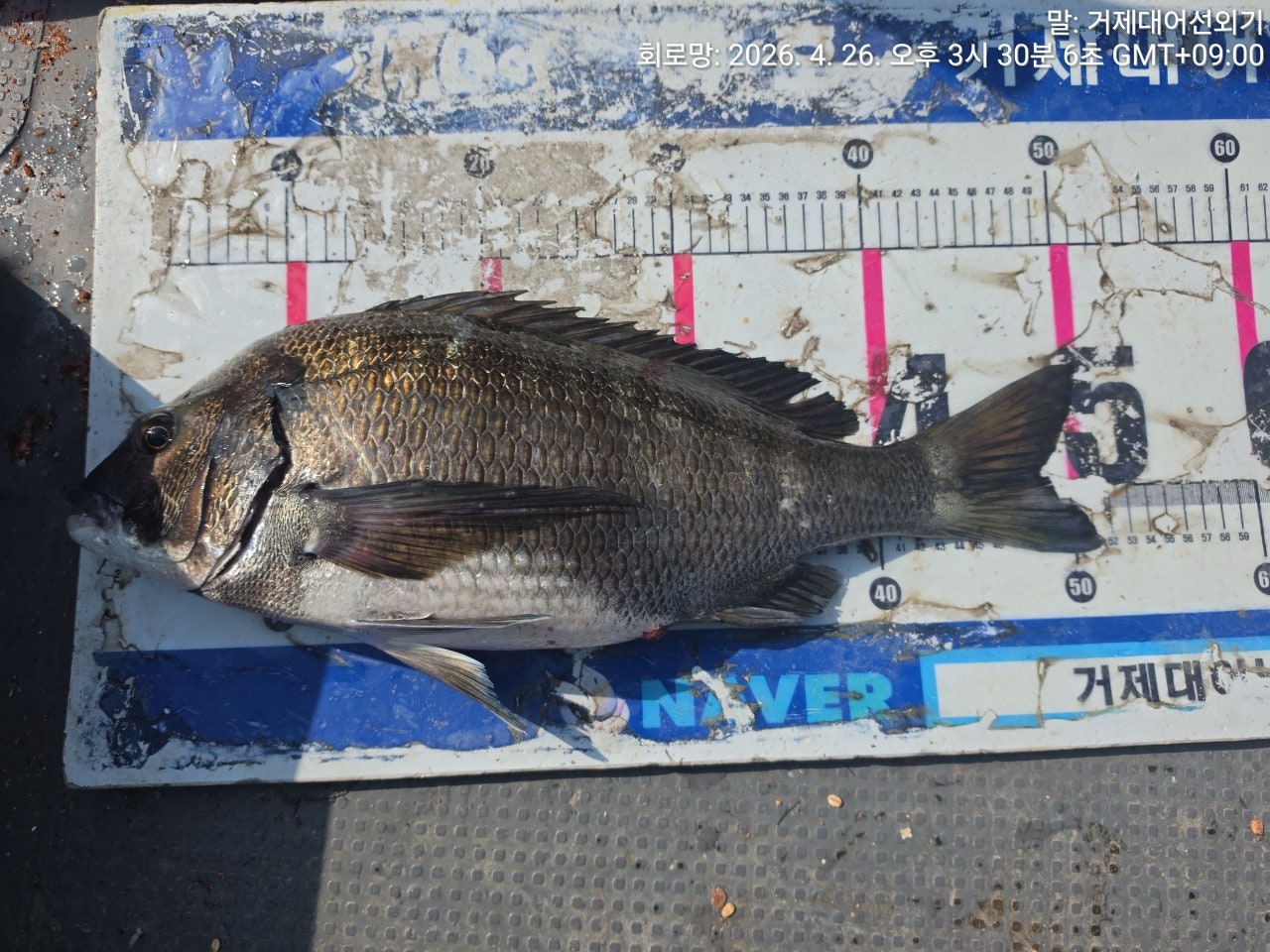 ����ڰ� �ø� �̹���