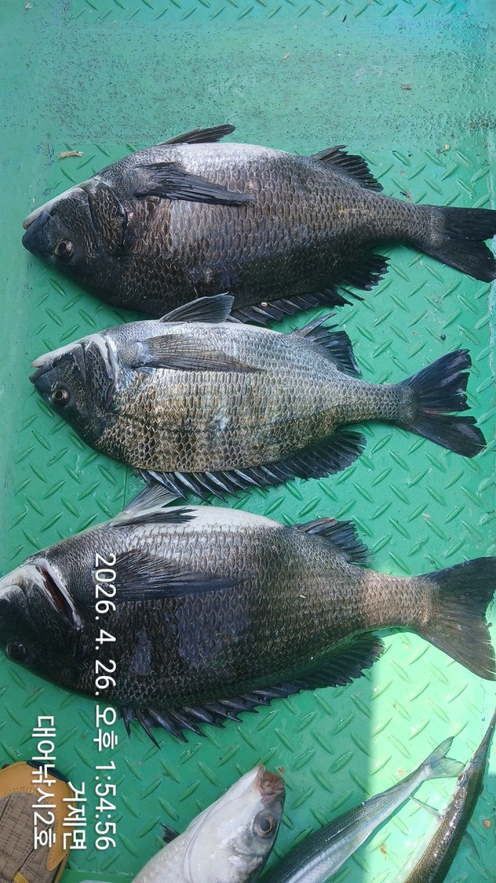 ����ڰ� �ø� �̹���