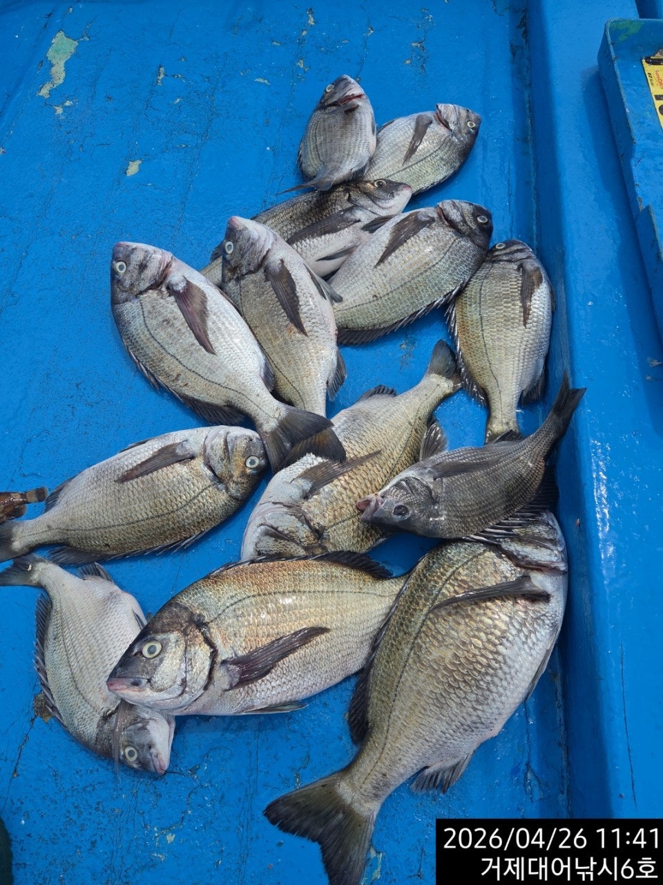 ����ڰ� �ø� �̹���