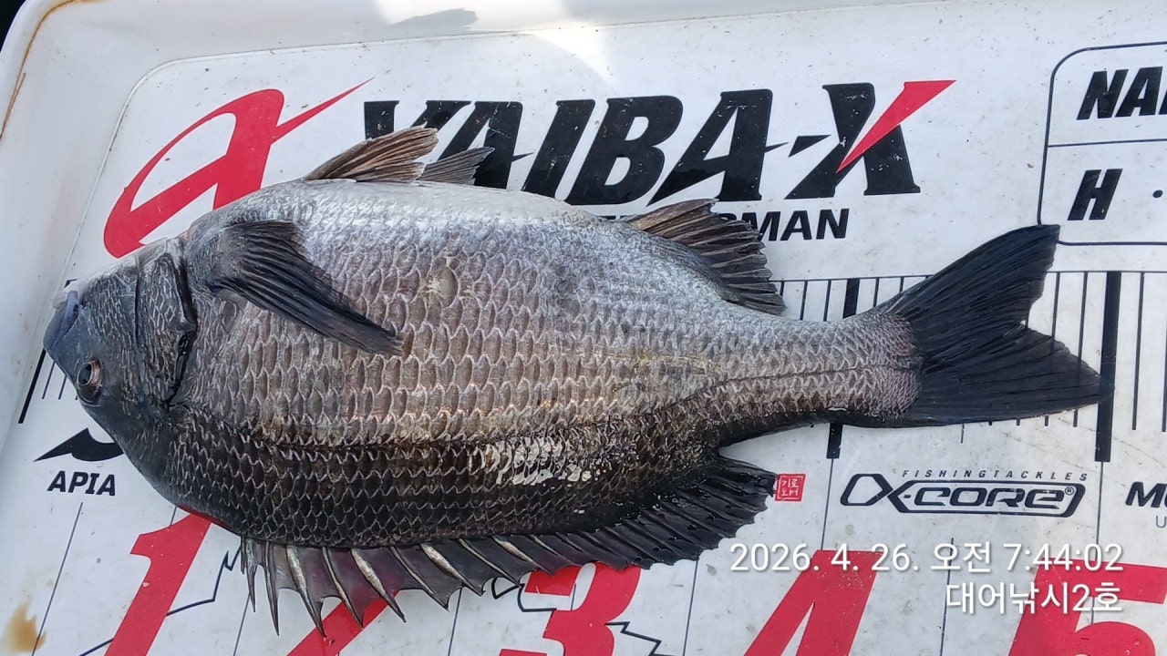 ����ڰ� �ø� �̹���