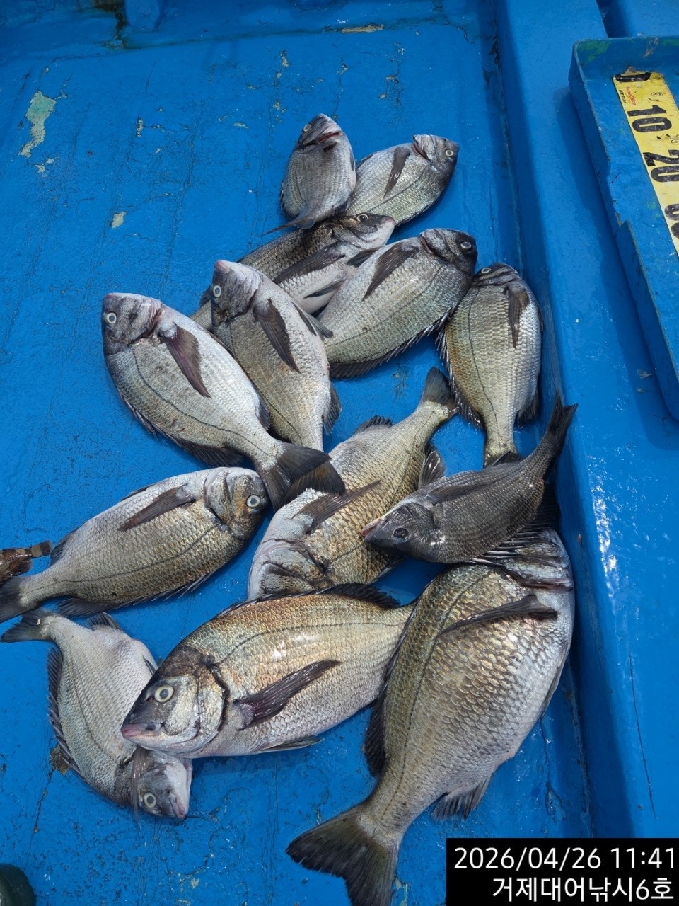 ����ڰ� �ø� �̹���