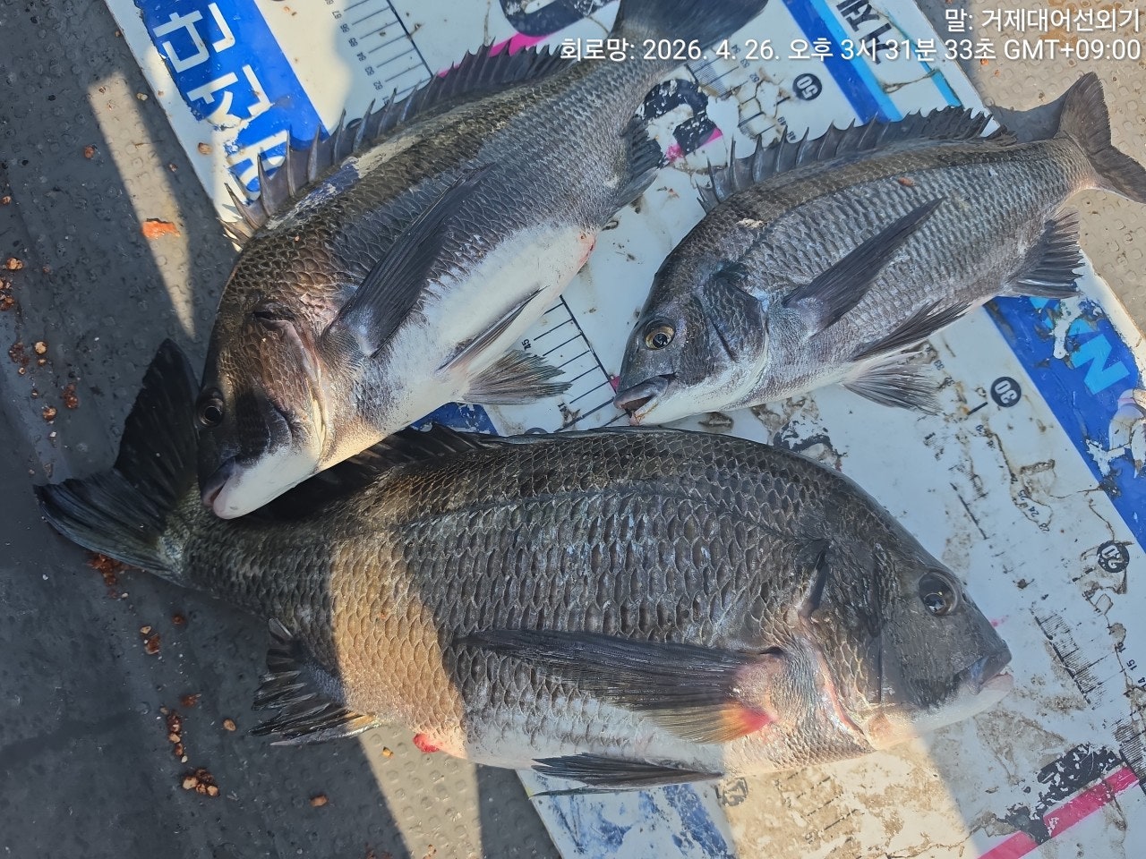 ����ڰ� �ø� �̹���